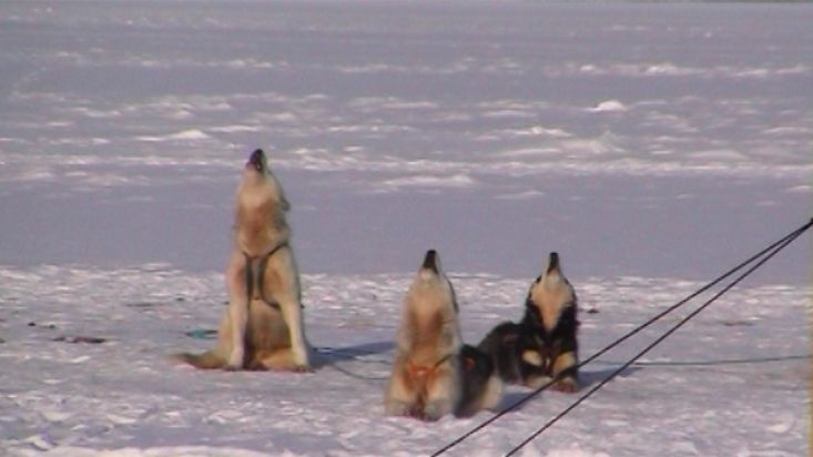 Perros groenlandeses maullando por la suculenta pesca - Expedición Thule - 2004