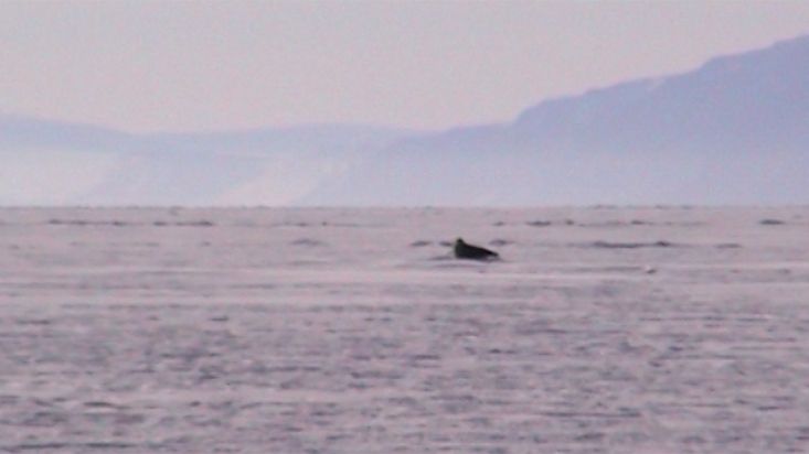 Una foca se sumerge ante la llegada del trineo de perros - Expedición Thule - 2004