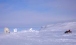 Tras las huellas de Nanoq: El Rey del Ártico