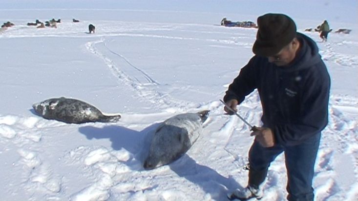 Inuit descuartizando las focas con las que alimentará a sus perros de trineo - Expedición Nanoq 2007