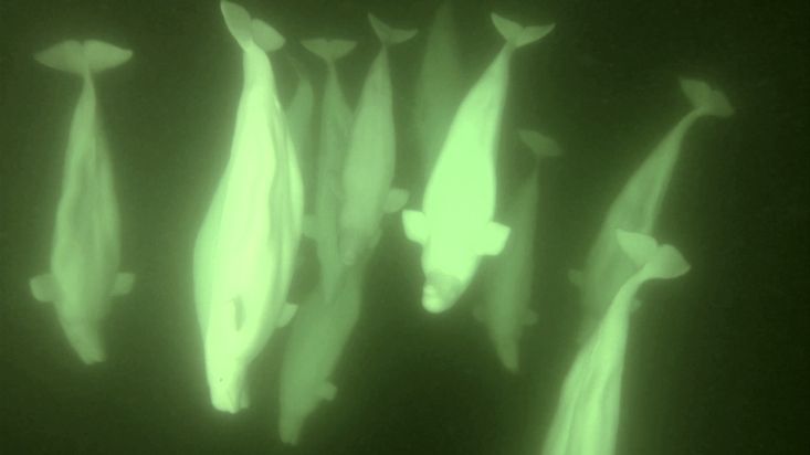 Nadando con belugas - Churchill, Canadá - Julio 2016