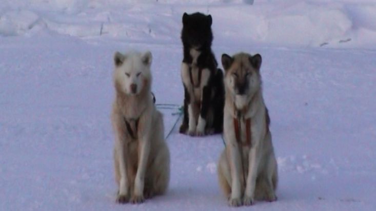 Así alimentan los Inuit a los perros más al norte del mundo