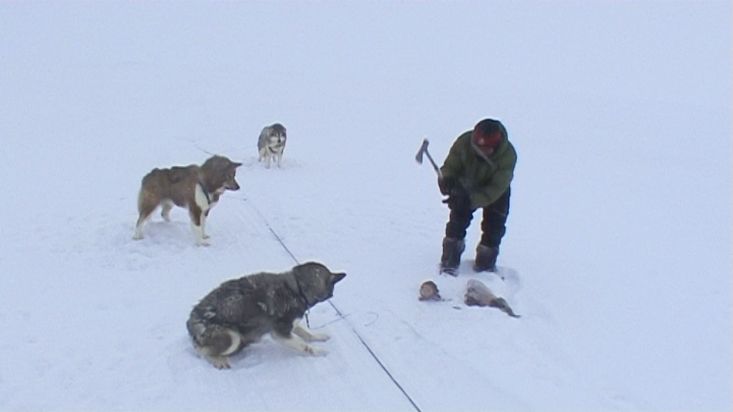Un Inuit descuartiza una foca para alimentar a sus perros de trineo - Expedición Nanoq - 2007