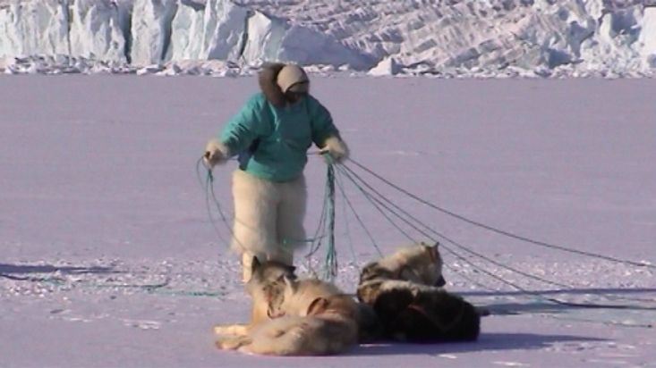 Manumina desenredando las cuerdas del tiro de perros - Expedición Thule - 2004