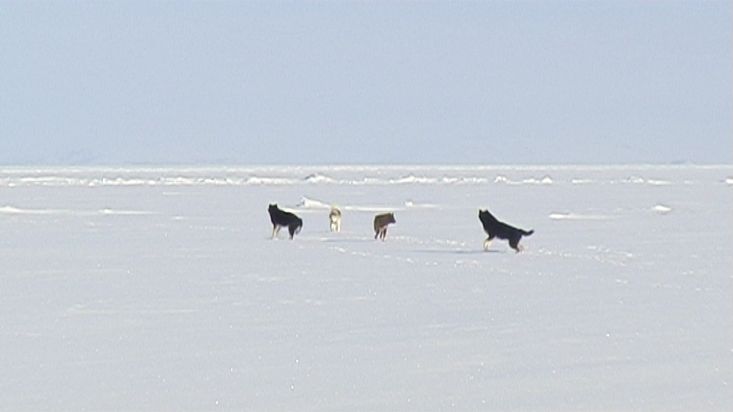 Esperando a los perros que se han soltado del trineo - Expedición Nanoq 2007