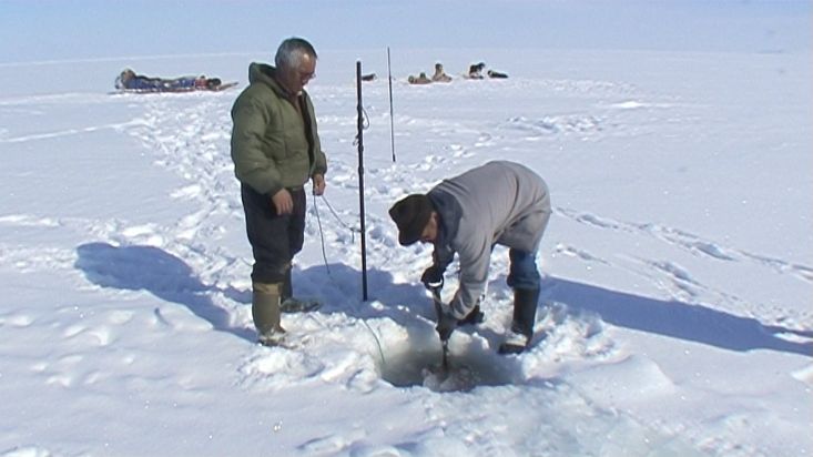 Inuit sacando focas que han pescado con la red bajo el hielo - Expedición Nanoq 2007