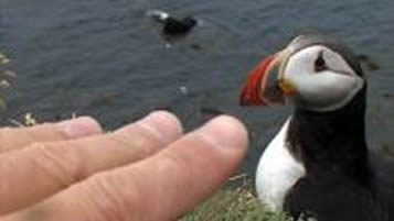 Frailecillos (Fratercula arctica) en Latrabjarg (Islandia) - 2007