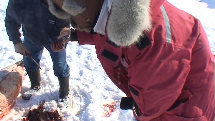 Inuit dándonos hígado de la foca con la que alimentarán a los perros - Expedición Nanoq 2007