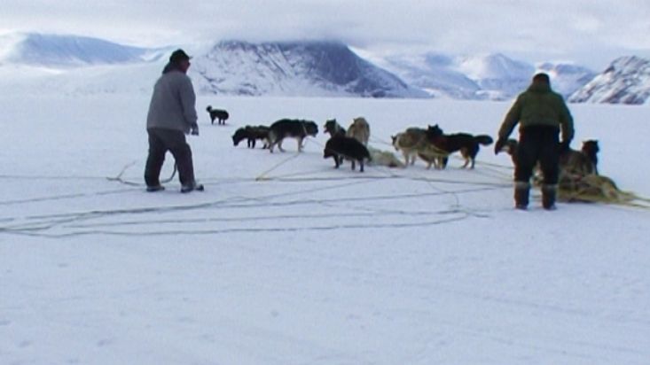 Lío de canes y cuerdas durante una ruta en trineo de perros - Expedición Nanoq 2007