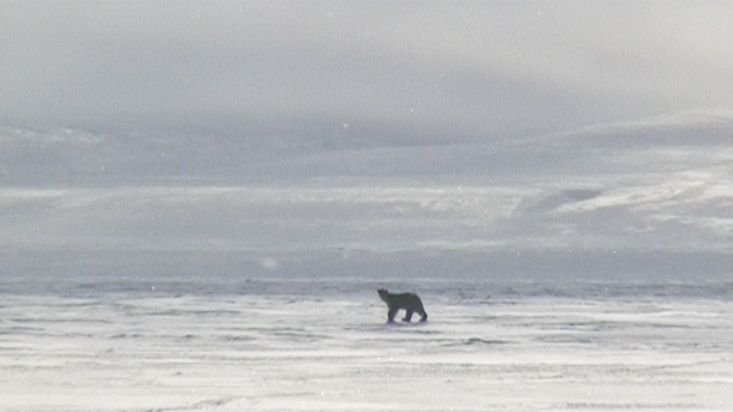 Un oso polar cerca del campamento en Erebus y Terror Bay - Expedición Nanoq 2007