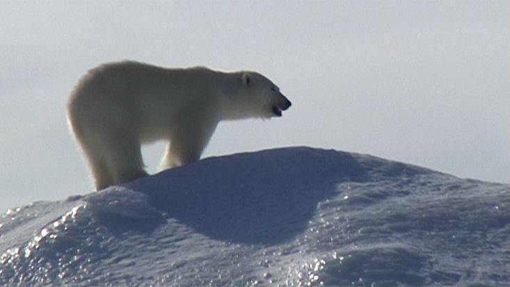 Viajeros observando un oso polar en Erebus y Terror Bay - Expedición Nanoq 2007