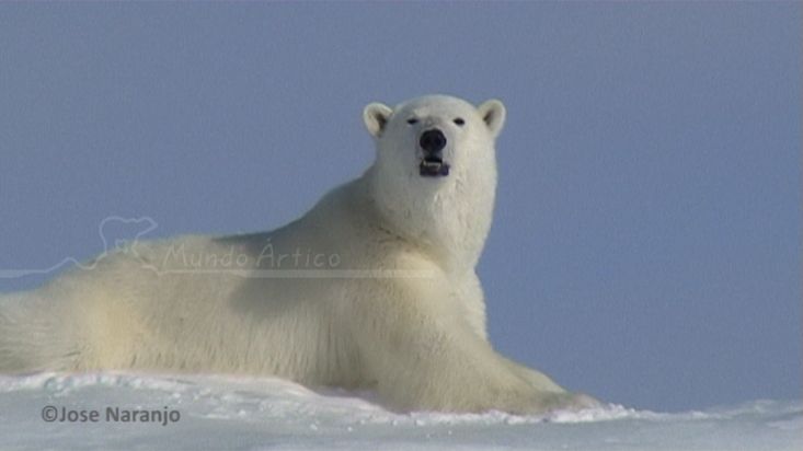 Un oso polar comiendo nieve para hidratarse en Erebus y Terror Bay - Expedición Nanoq 2007