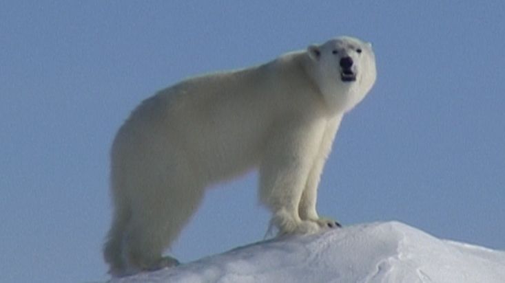 Un oso polar en un montículo de hielo en Erebus y Terror Bay - Expedición Nanoq 2007
