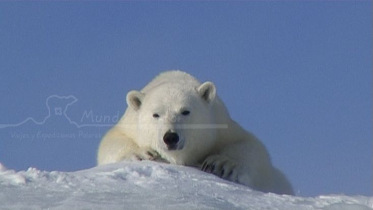 Un oso polar en Erebus y Terror Bay - Expedición Nanoq 2007