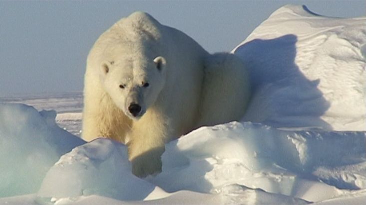 Un gran oso polar en el Wellington Channel - Expedición Nanoq 2007