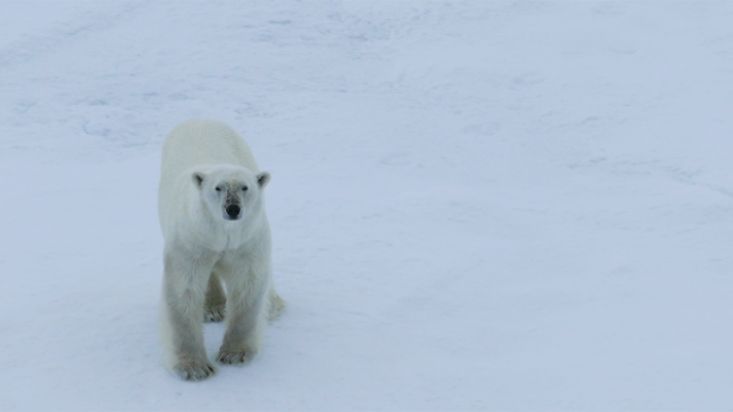 Oso polar acercándose a un barco rompehielos en el Océano Ártico - Julio 2017