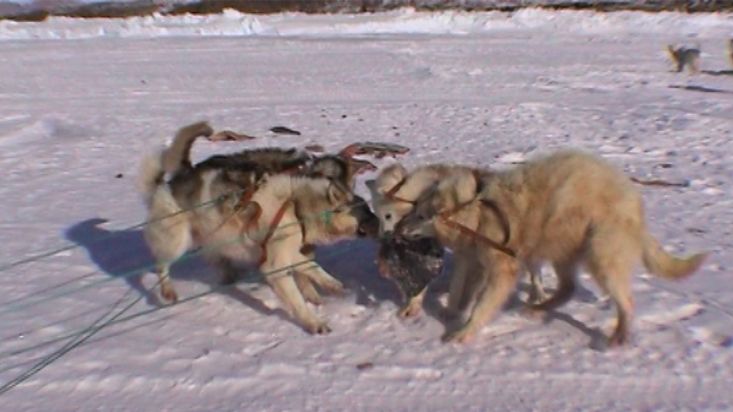 Perros groenlandeses pelean por un trozo de foca que encuentran - Expedición Thule - 2004