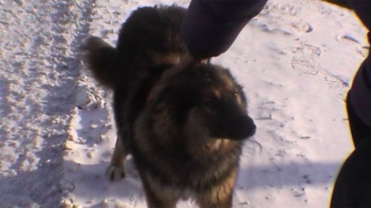 Un perro en las calles de Khatanga - Expedición Polo Norte Geográfico - 2002