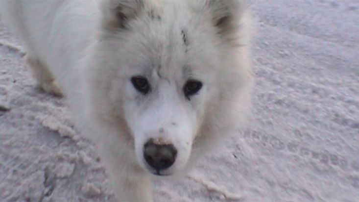 Perros groenlandeses en Ilulissat - Expedición Thule - 2004