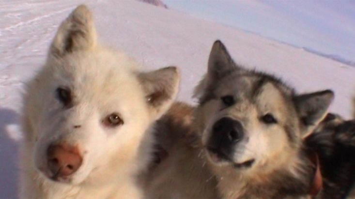 Perros groenlandeses de Avigiaq - Expedición Thule - 2004
