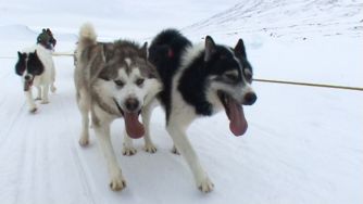 "Travesías en trineo de perros