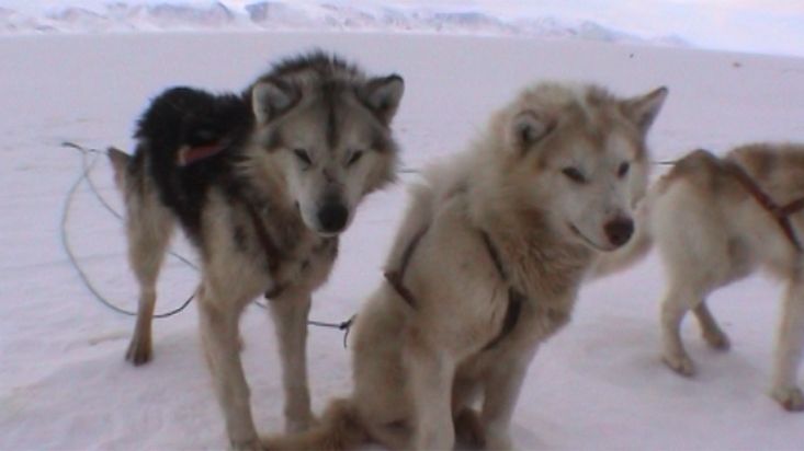 Manumina atando los perros al trineo de Quinissut - Expedición Thule - 2004