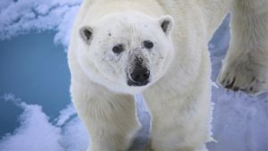 Fotografías del crucero ártico de Svalbard - Vicente Hernández - Agosto 2017