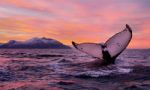 Observando auroras boreales en velero