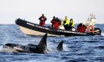 Ballenas y auroras boreales en Noruega