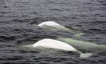 Belugas en Canadá con niños