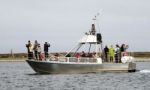 La mayor migración de belugas del mundo