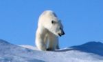 Tras las huellas de Nanoq: El Rey del Ártico