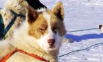Viaje Inuits Groenlandia Los Inuit y su tierra