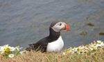 Crucero Islandia