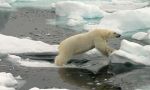 Crucero osos polares Svalbard