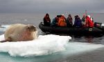 Navegación entre témpanos, el hogar del oso polar