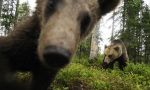 Oso Pardo: El rey de la taiga