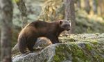 Oso Pardo: El rey de la taiga