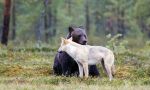 Oso Pardo: El rey de la taiga