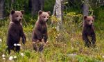 Oso Pardo: El rey de la taiga