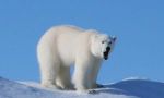 En trineo de perros en la tierra de los últimos Inuit