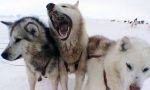 En trineo de perros en la tierra de los últimos Inuit