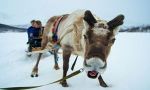 Tromso, descubriendo el Ártico Noruego