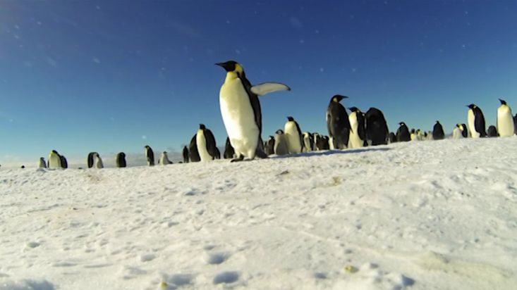 Colonia de pingüinos emperador en la Antártida