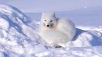 vídeo zorro polar - Expedición con esquís Penny Icecap 2009